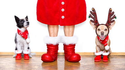 christmas santa claus dog