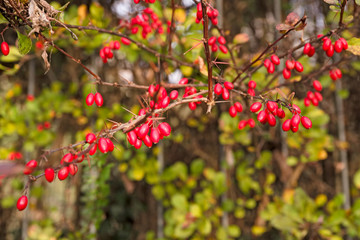 Obraz premium Close up of a bushy bush of red berries