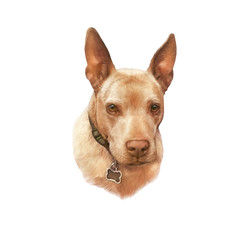 Obraz premium Red dog isolated on white background, man's best friend. Animal collection: Dogs. Realistic Art Portrait - Hand Painted Illustration of Pets. Art background for banner, cover, pillow. Design template