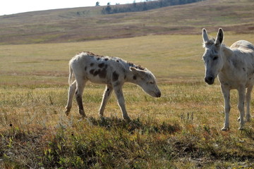 Obraz premium A mother and baby burro in the field in Custer State Park, South Dakota.