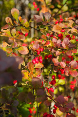Close up of a bushy bush of red berries
