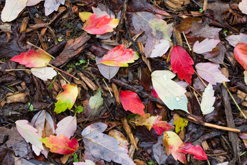 Fall Forest Floor