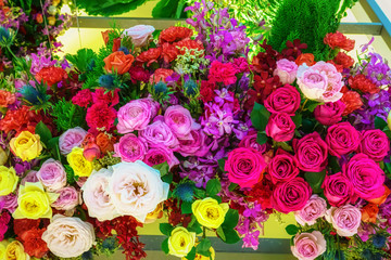 Rose in many colors and beautiful in garden.