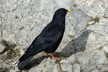 Bergdohle