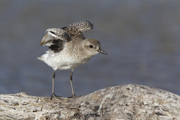  A black-bellied plover (Pluvialis squatarola) stretching its wings perched on a branch above a shallow pond in Fort Myers Beach Florida.