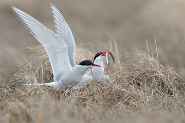 Arctic tern