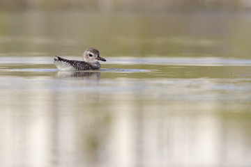  A black-bellied plover (Pluvialis squatarola) stretching its wings after having a bath in a shallow pond on Fort Myers Beach Florida.