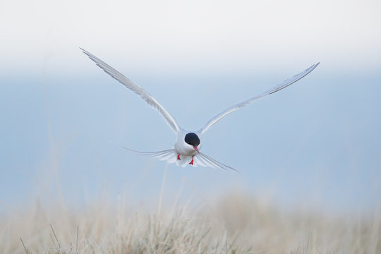 Arctic tern