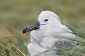 Black browed albatross
