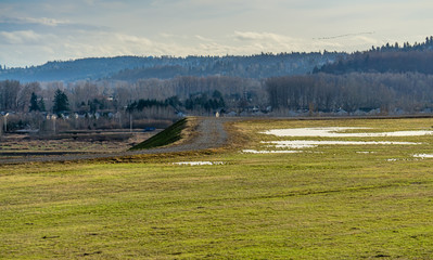 Pacific Northwest Winter Trees