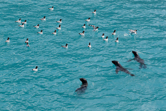 Cape petrels and fur seals
