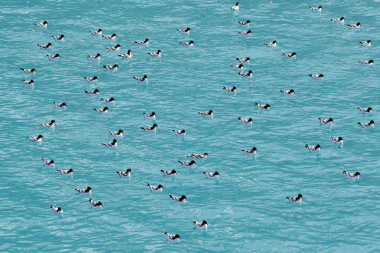 Cape petrels and fur seals