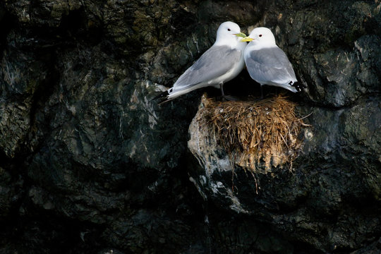 Kittiwake on rocks