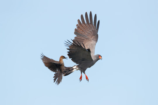 Snail kite