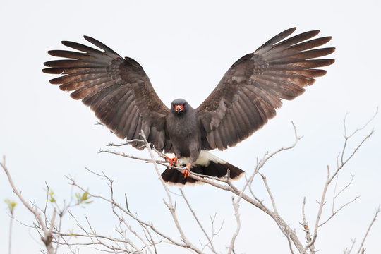 Snail kite