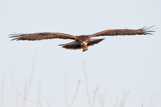 Snail kite