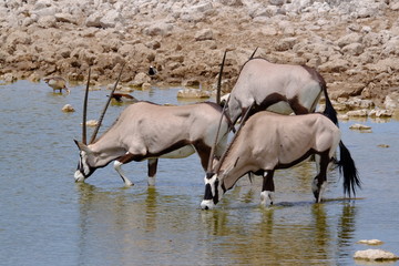 Oryx herd drinking at a waterhole, Etosha National Park,, Namibia