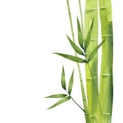 Fototapeta na wymiar watercolor bamboo branch