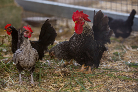 Black chickens in farm enclosure