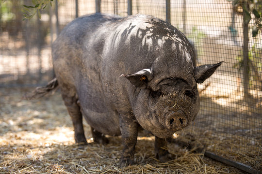Huge pig in farm enclosure