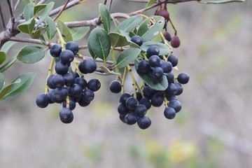 Rhaphiolepis umbellata flower and berries