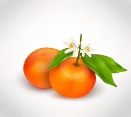 Two citrus fruits mandarin or tangerine on branch with green leaves and white blooming flower isolated on a white background. Realistic Vector Illustration