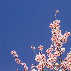 Almond tree flowering detail