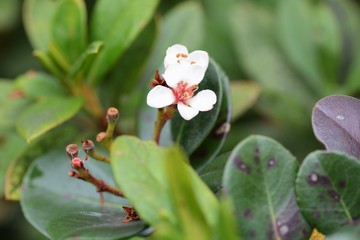 Rhaphiolepis umbellata flower and berries