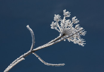 Blume im Winter mit Eiskristallen (Raureif)