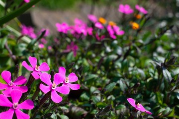 Obraz premium 小さなピンクの花
