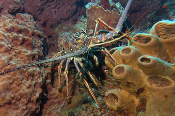 Languste am Palancar-Riff, Mexiko