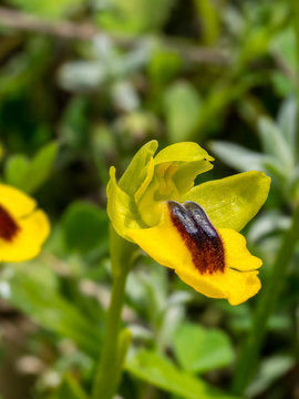 yellow bee orchid, ophrys lutea