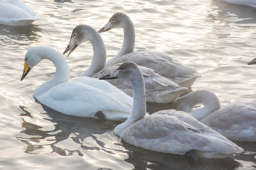 Beautiful white whooping swans swimming in the nonfreezing winter lake. The place of wintering of swans, Altay, Siberia, Russia. © olinchuk