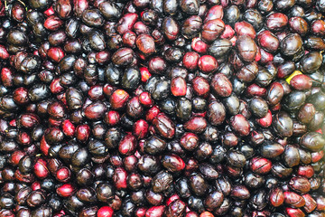 Black and red Olives Background
