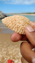 shells in hands