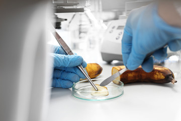 Badanie mikrobiologiczne żywności w laboratorium. Pracownik laboratorium analizuje skład...