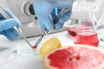 Badanie żywności w laboratorium. Laborant przygotowuje próbkę  do badania mikroskopowego.