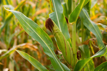 Corn on a stalk