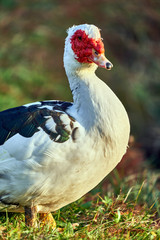 Close up muscovy duck (Cairina moschata) is a large duck native to Mexico