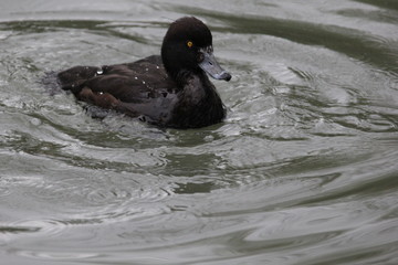 fotos de paisajes varios arboles varios naturaleza 