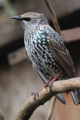 fotos de aves varias 