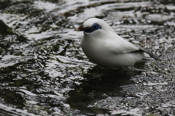 fotos de aves varias 