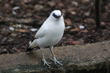 fotos de aves varias 