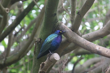 fotos de aves varias 