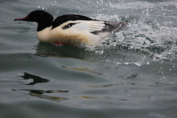 fotos de aves varias 