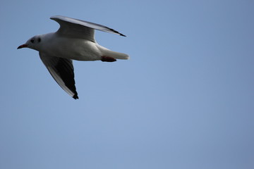 fotos de aves varias 