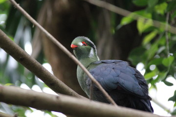 fotos de aves varias 