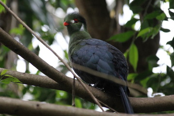 fotos de aves varias 