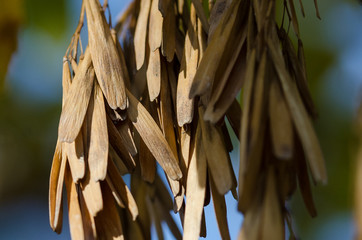 Cluster of Dried Seed Pods Hanging from an Autumn Tree