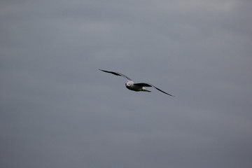 fotos de aves varias 
